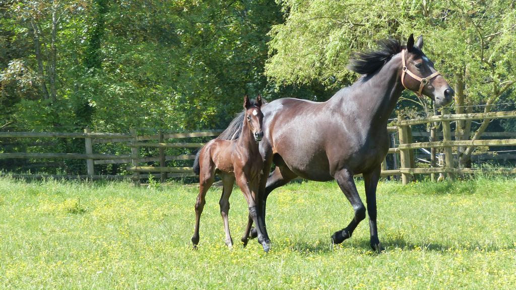 Chambres D'Hotes Du Haras De Coddes Cercy-la-Tour ภายนอก รูปภาพ
